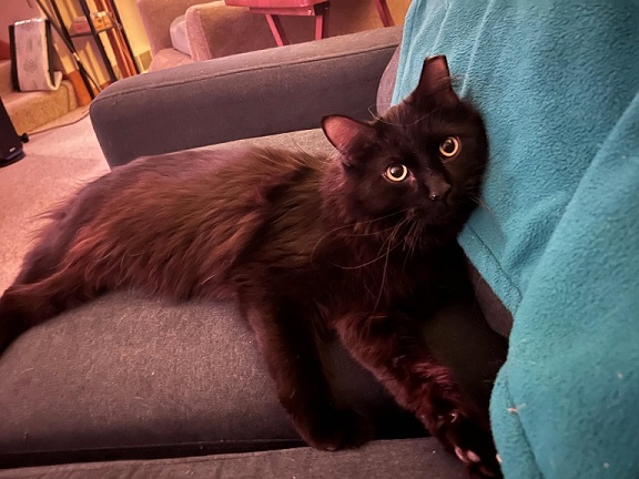 black cat on sofa